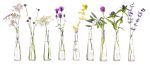 plants in test tube in front of white background